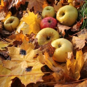 Apple autumn
